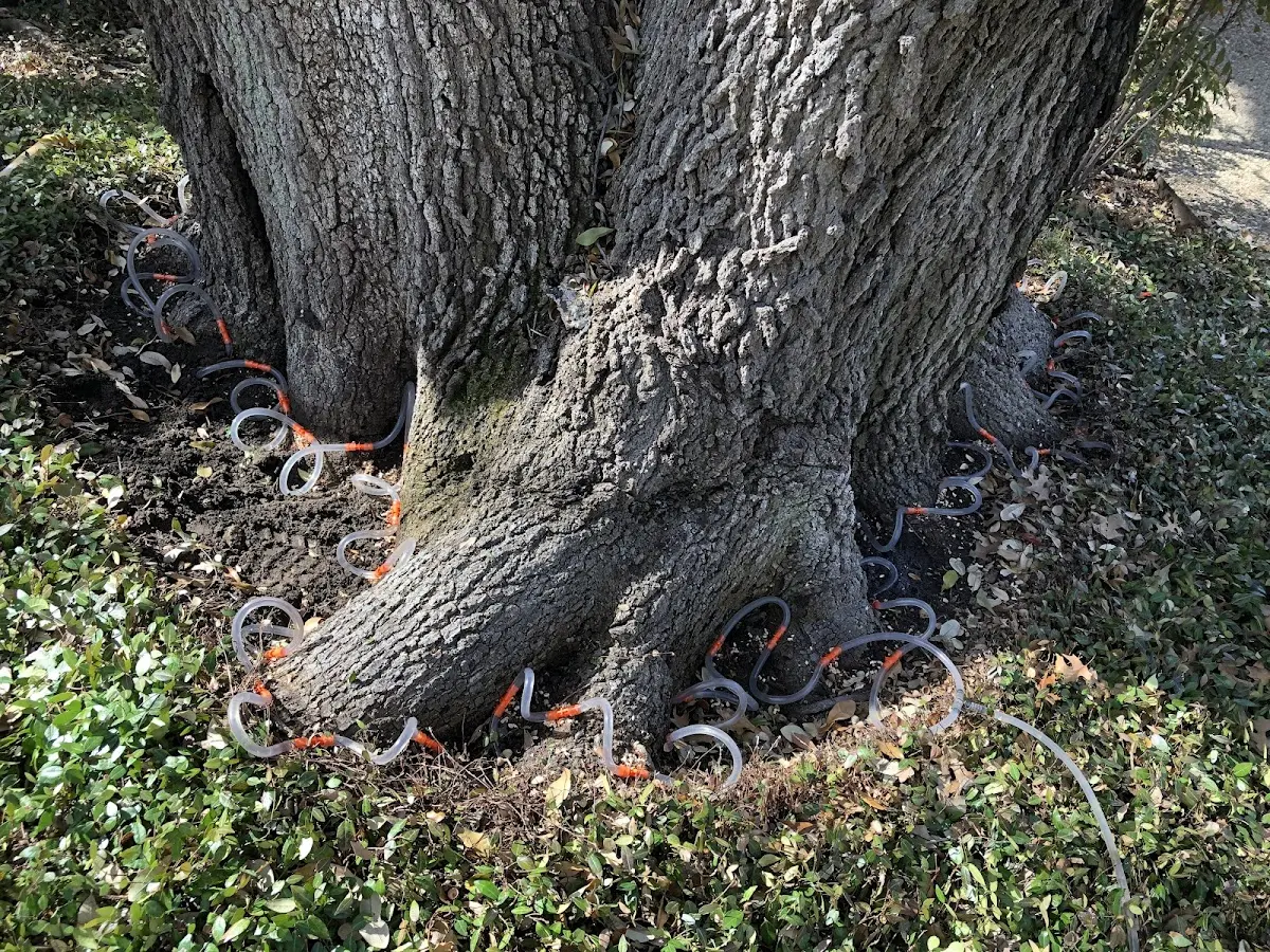 Detailed Tree Cabling and Bracing job site in Greenville Junction