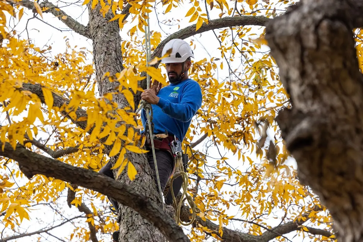 Skilled Tree Pruning crew working in Greenville Junction